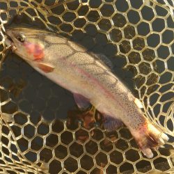 大安トラウトレイク釣果